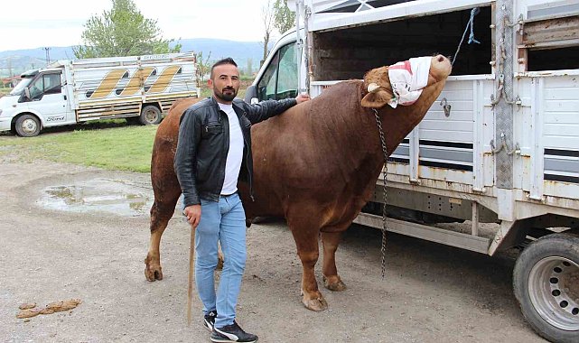 1 ton 150 kilogram ağırlığındaki "Paşa" 380 bin TL'ye alıcısını bekliyor