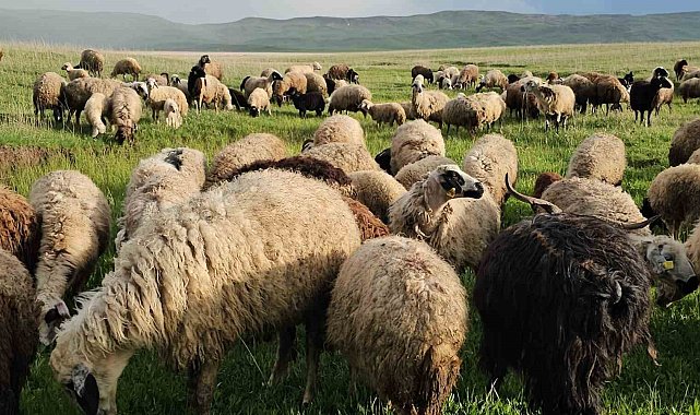 Adilcevaz'da yayla zamanı: Besiciler 7 aylık göçe başladı