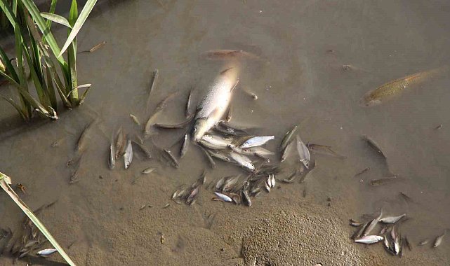 Amasya'da Yeşilırmak Nehri'nde balık ölümleri yaşandı