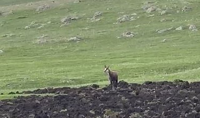 Ardahan'da çengel boynuzlu dağ keçisi görüntülendi