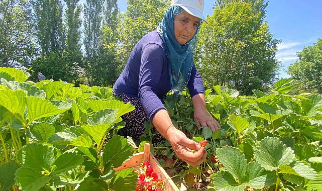 Aromasıyla dikkat çeken 'Kuyulu' çileğinde hasat başladı
