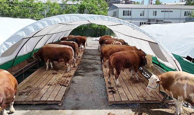 Bağcılar Belediyesi 20 bin metrekare alana kurban satış pazarı kurdu