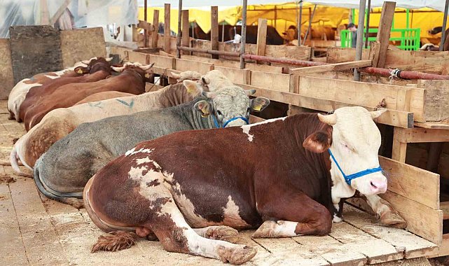 Balçık'ta kurban mesaisi başladı