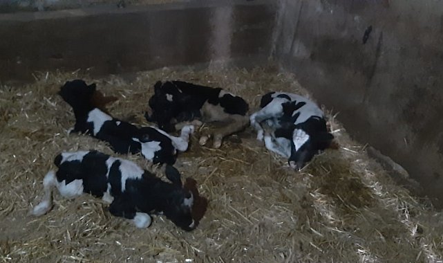 Balıkesir'de nadir görülen olay: İnek 5 buzağı doğurdu