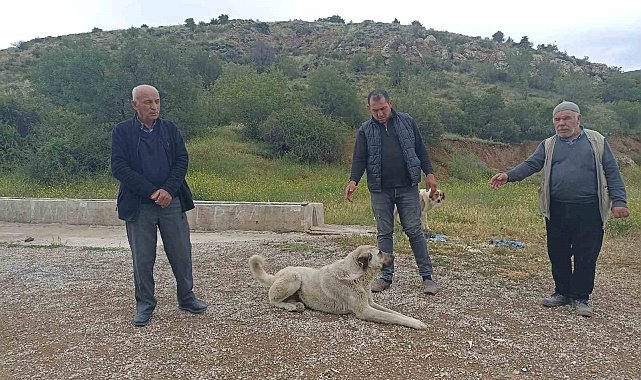 Başıboş köpekler buzağıyı parçaladı, sahiplerine saldırdı