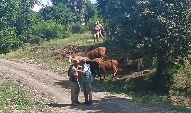 Batman'da kayıp 15 büyükbaş hayvan, jandarma tarafından bulundu