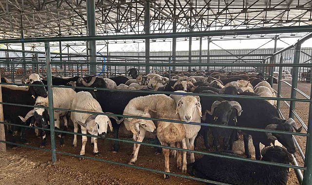 Bayrama sayılı günler kala kurban pazarında satışlar beklenenin altında kaldı
