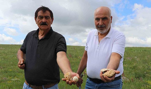 Bedava protein, doğadan elleriyle tek tek topluyorlar