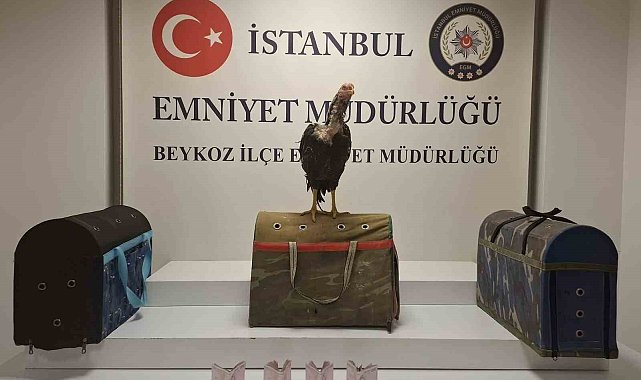 Beykoz'da horoz dövüşüne polis baskını: 21 kişiye 194 bin lira ceza