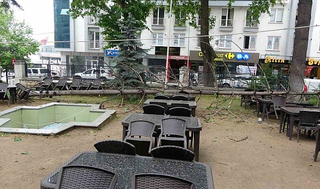 Bilecik'te çay bahçesinde bulunan dev ağaç devrildi