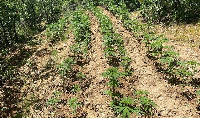 Bingöl'de 4 bin 763 kök kenevir ele geçirildi
