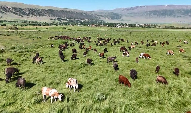Bitlis'te manda sürüsünden belgesellik görüntüler