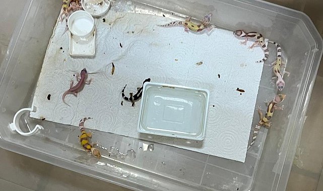 Bursa'da egzotik hayvan ticaretine darbe