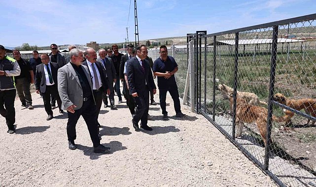 Çorum'da sokak hayvanları için yapılan "Doğal Yaşam Alanı"nda çalışmalar tamamlandı