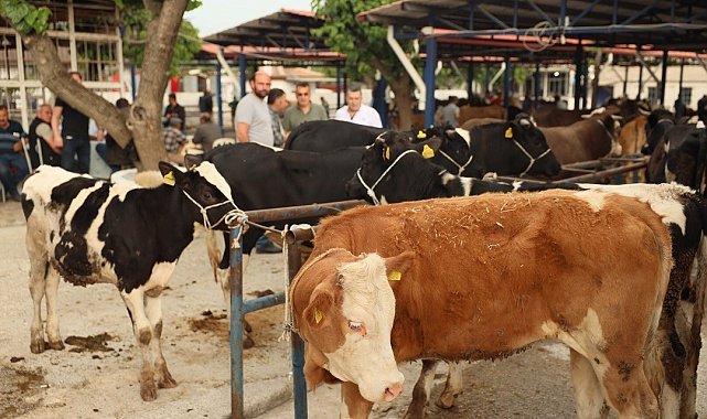Didim'de kurban kesim yerleri belli oldu