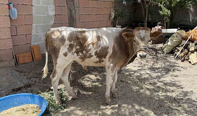 Diyarbakır'da firari buzağı 9 ay sonra sahibine teslim edildi