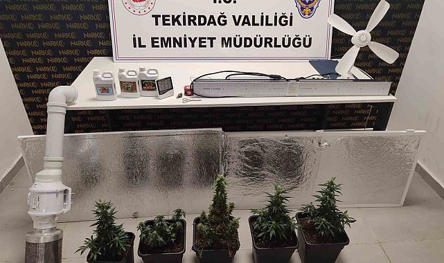 Dolaptan kenevir serası çıktı