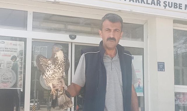 Elazığ'da yaralı şahin tedavi altına alındı