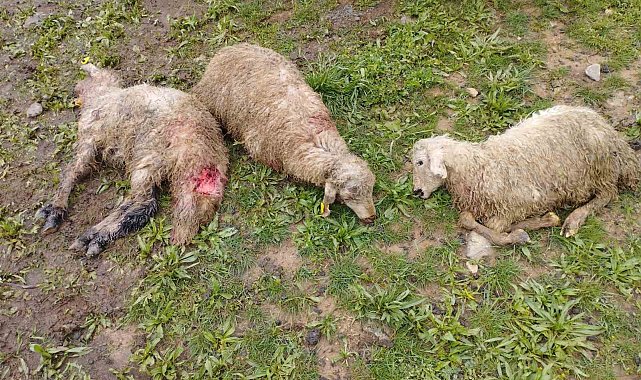 Erzincan'da ağıla giren kurtlar 15 kuzuyu telef etti, 15'ini yaraladı, 30'u ise kayboldu