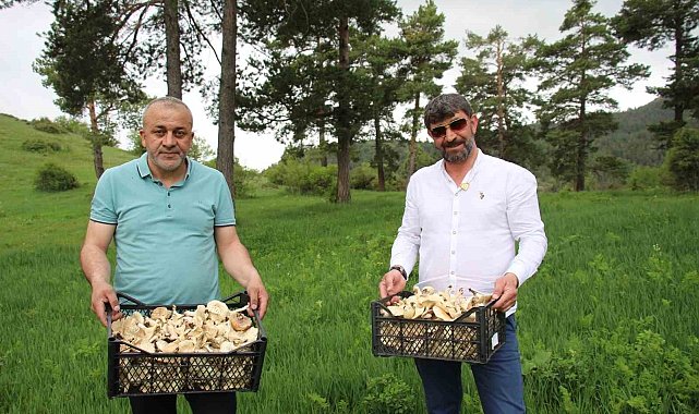Erzurum'da vatandaşlara "zehirli mantar" uyarısı