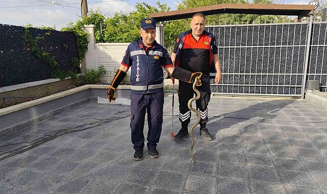 Eve giren yılan itfaiye ekiplerini seferber etti
