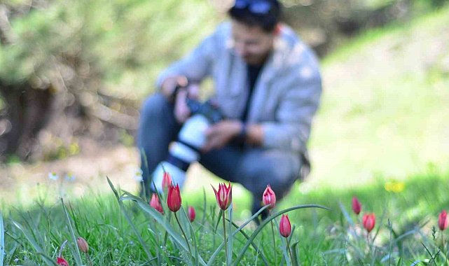 Fotoğraf tutkunları Manisa Lalesi için Spil Dağına akın etti