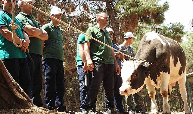 Gaziantep Büyükşehir, kurban yakalama timi bayrama hazır