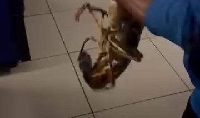 Gemlik Körfezi'nde dev istakoz yakalandı