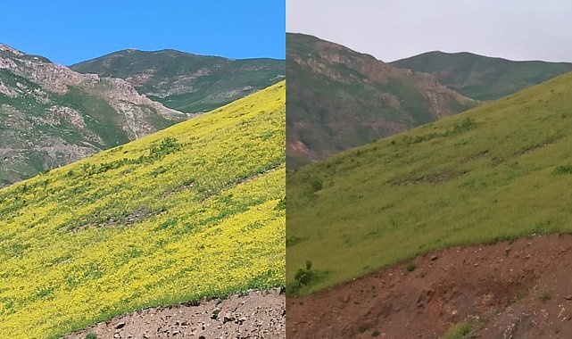 Hakkari'de güneşle açan, gün batımında yok olan çiçekler