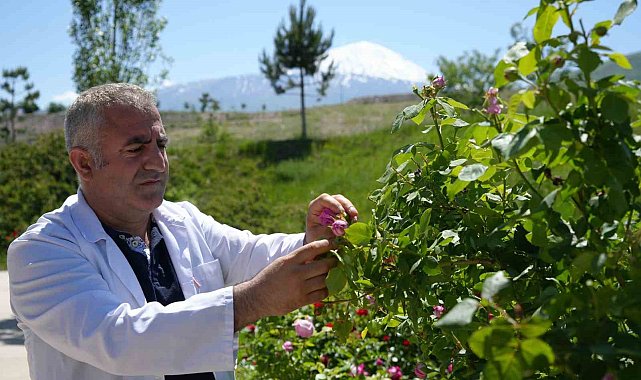 Iğdır Üniversitesi'nde yetişen güller kozmetik ürünlere dönüşüyor