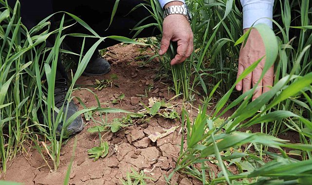 İl Müdürü çiftçileri uyardı: "Hastalıklar verim ve kaliteyi düşürür"