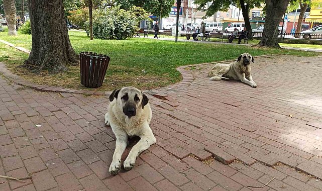 İlkadım'daki sokak hayvanları problemine çözüm