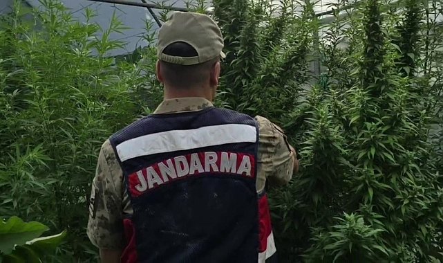 Jandarma'dan kenevir serasına operasyon