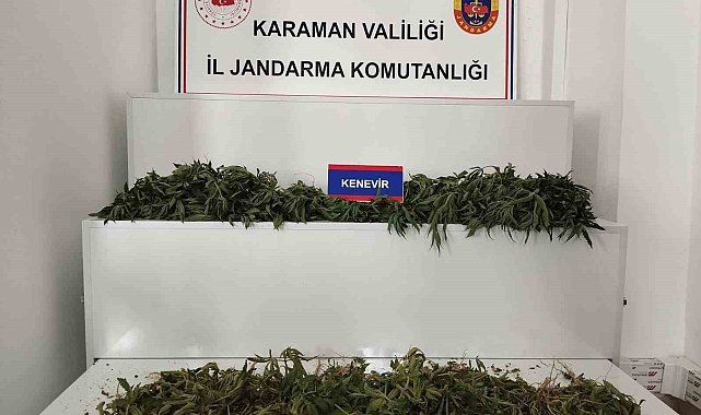 Karaman'da 698 adet kök kenevir ele geçirildi