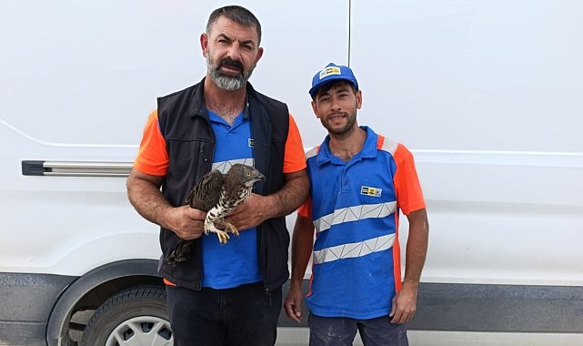 Karapınar'da yaralı kızıl şahine şefkat eli