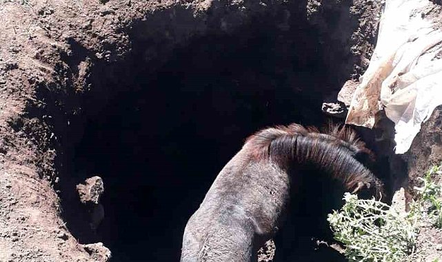 Kars'ta kuyuya düşen atı kendi imkanlarıyla kurtardılar