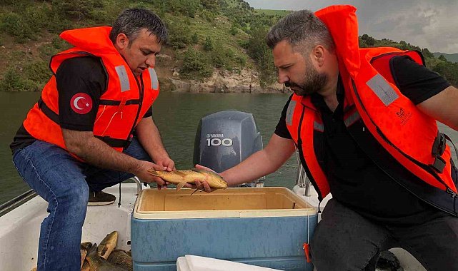 Kars'ta sazan balıklarının üreme dönemleri araştırılıyor