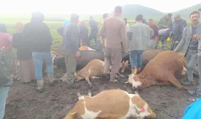 Kars'ta sürünün üzerine yıldırım düştü: 2 çoban yaralandı, 10 hayvan telef oldu