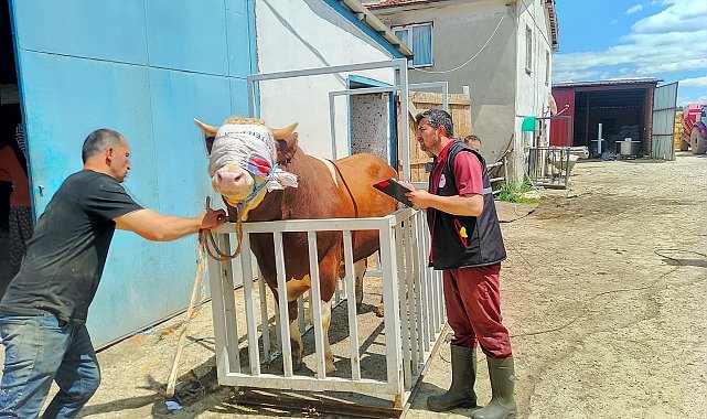 Kastamonu'dan İstanbul'a kurbanlık hayvan sevkiyatına başlandı