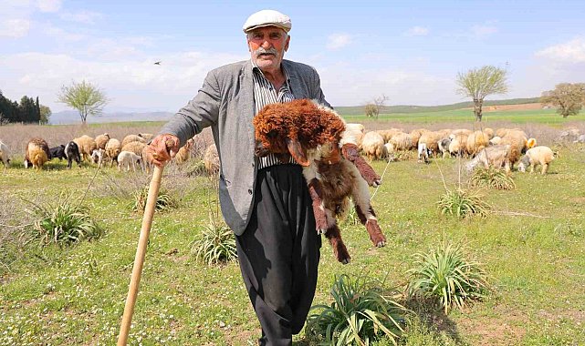 Kendi hayvanlarına çobanlık yapan Hüseyin dede: "Hayvancılık el işinden çok güzeldir"