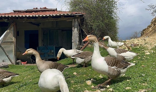 Kick boksçu "kaz tüyü" topluyor ihraç ediyor yorgan yapıyor