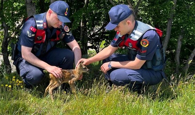 Kırklareli'nde yavru karaca koruma altına alındı