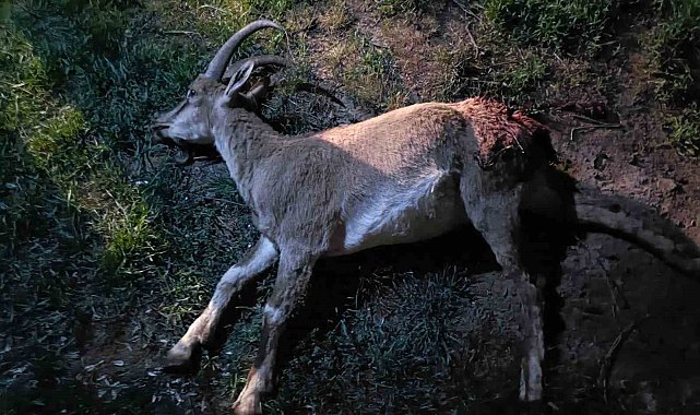 Konya'da koruma altındaki yaban keçisini avlayan 2 kişiye 687 bin 974 lira ceza kesildi