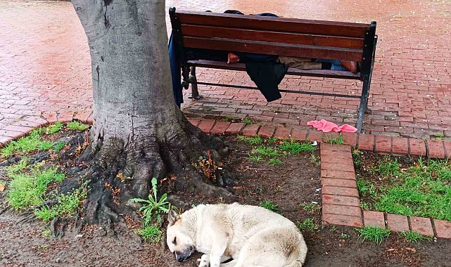 Köpeğin sadakati: Bankta uyuyan adamı yalnız bırakmadı
