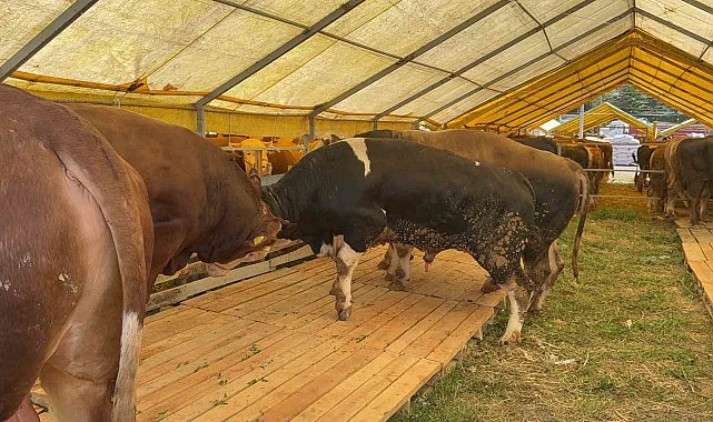 Kurban Bayramı'na sayılı günler kala İstanbul'da kurban pazarları hareketlendi