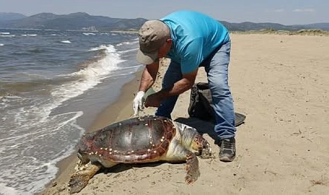 Kuşadası'nda deniz kaplumbağası kıyıya vurdu