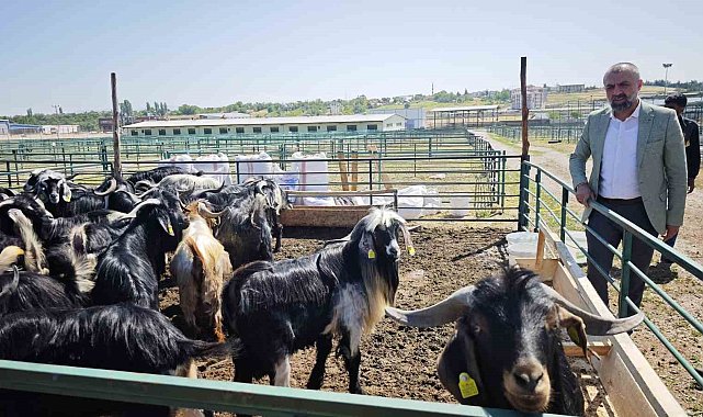 Malatya'da Kurban Pazarı hareketlendi ancak satışlar durgun