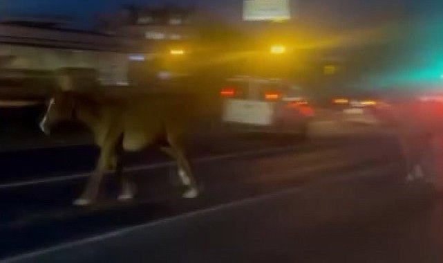 Mersin'de karayoluna çıkan atlar trafiği karıştırdı
