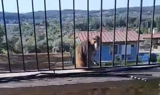 Muğla'da kaçak maymun alarmı jandarma ve mahalleli seferber oldu
