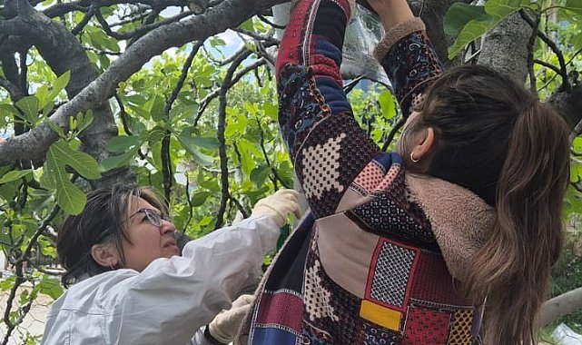 Ortaca'da Kahverengi Kokarca'ya karşı tuzaklı takip başladı